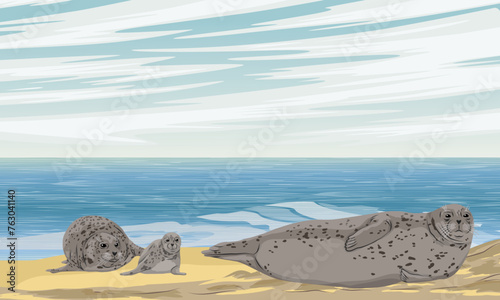Family of harbor seals with pups lies on the sandy seashore. Realistic vector landscape