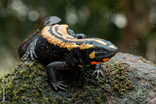 The Laos Warty Newt (Laotriton laoensis) or Laos Salamander is a species of salamander native to Laos, Southeast Asia. photo