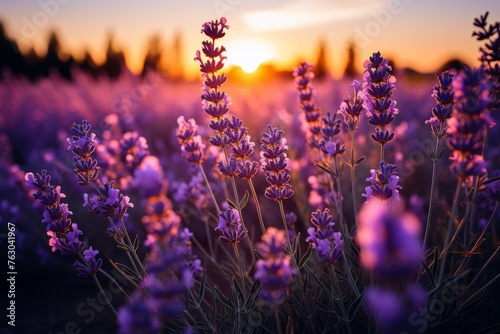 Lavandula angustifolia lavender field in bloom, agriculture harvest landscape panorama view photo