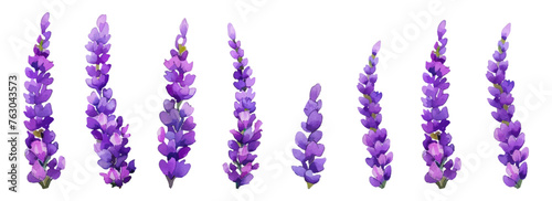 Watercolor flowers of llavender on a transparent background. Set of lavender flowers. Blanks for designs. Vector illustration.