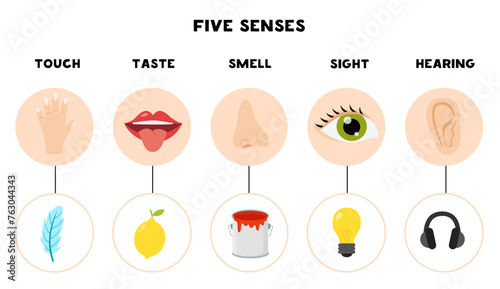 Five senses organs, vector illustration. Sight hearing taste touch,smell.