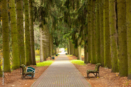 Fototapeta Naklejka Na Ścianę i Meble -  Empty park alley with giant sequoia trees