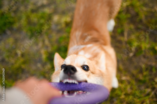 Active Pembroke Welsh Corgi dog plays, trains with his owner with a ring toy in park, trying to snatch it from his owner's hands. Top view from the owner's side. Concept of trust, game, training.