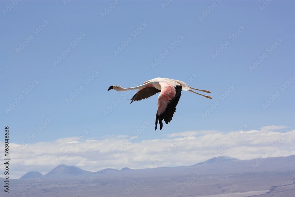 Obraz premium Flamingo; flamenco