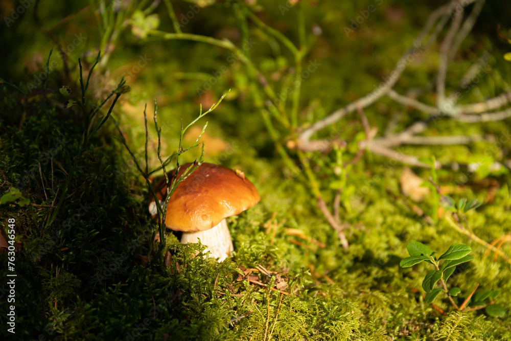 Edible, wild, autumn forest mushroom, Boletus, Boletus edulis growing in the forest. Selective focus.