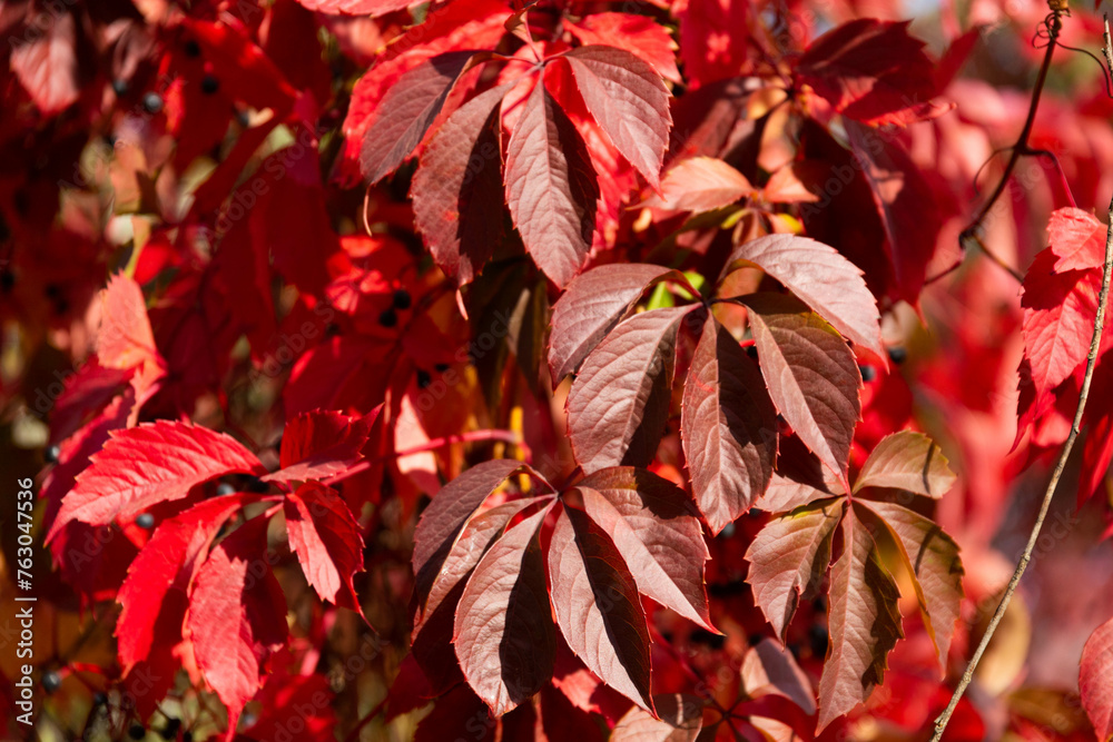Background, texture of fresh red autumn leaves. Background, texture of fresh red autumn leaves.