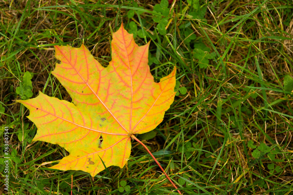 Autumn natural background. Yellow maple leaf on green grass. Autumn loneliness. Autumn natural background. Yellow maple leaf on green grass. Autumn loneliness.