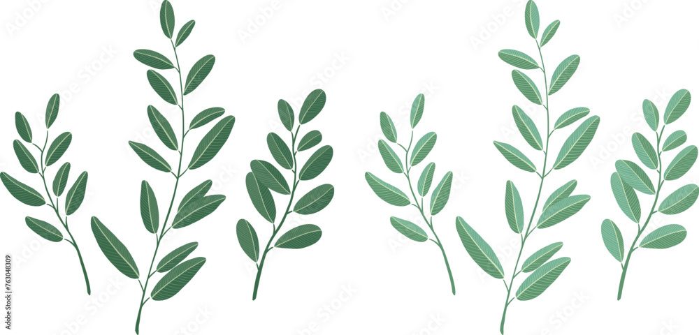 botanical leaves Hand-drawn vector illustration. White background.	 - obrazy, fototapety, plakaty 
