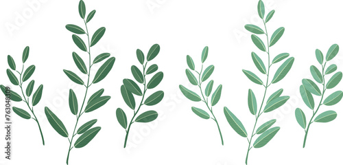 botanical leaves Hand-drawn vector illustration. White background.	 photo