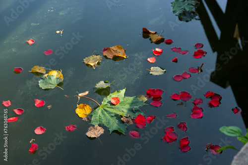 Maple multicolored leaves float on the water. October.