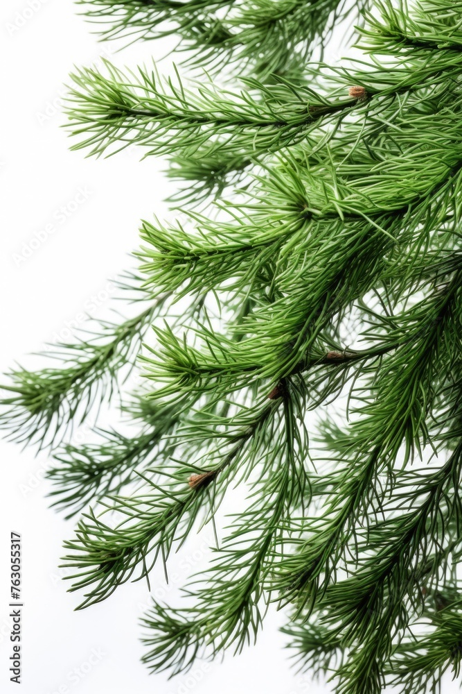 Detailed view of a pine tree branch, perfect for nature backgrounds