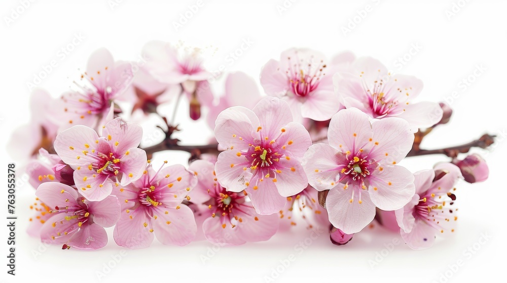 Delicate cherry blossom flowers in full bloom isolated on pure white background, close-up photo Delicate cherry blossom flowers in full bloom isolated on pure white background, close-up photo