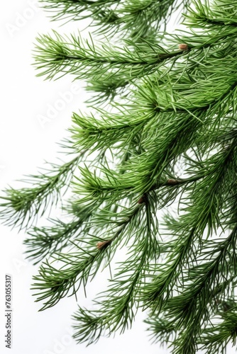 Detailed view of a pine tree branch  perfect for nature backgrounds