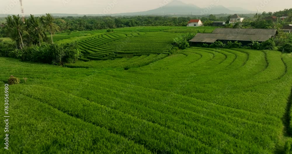 Paddy fields stretch endlessly, vibrant hues forming vivid patchwork quilt Paddy fields stretch endlessly, vibrant hues forming vivid patchwork quilt