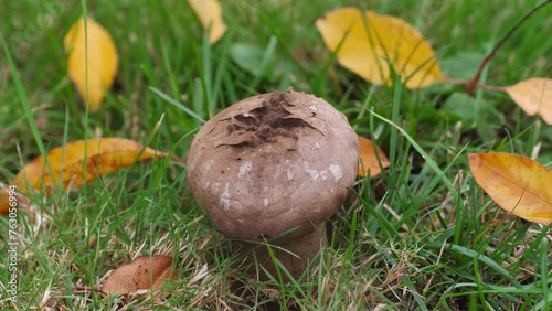 Spores come out of a puffball mushroom that bursts upon impact with water droplets