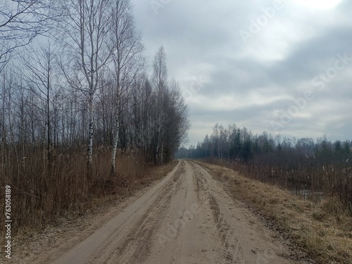 Forest in Siauliai county during cloudy early spring day. Oak and birch tree woodland. Cloudy day with white clouds in sky. Bushes are growing in woods. Nature. Miskas.