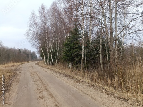 Road in forest in Siauliai county during cloudy early spring day. Oak and birch tree woodland. cloudy day with white clouds in blue sky. Bushes are growing in woods. Sandy road. Nature. Miskas. 