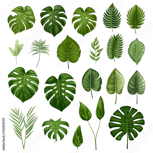 Clipart illustration, collection of green monstera palm and tropical plant leaf on white background. Suitable for crafting and digital design projects.[A-0009
