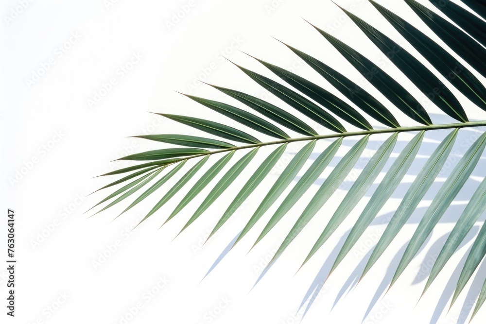 Fototapeta premium Close up of a palm leaf on a white background. Suitable for nature and tropical themed designs