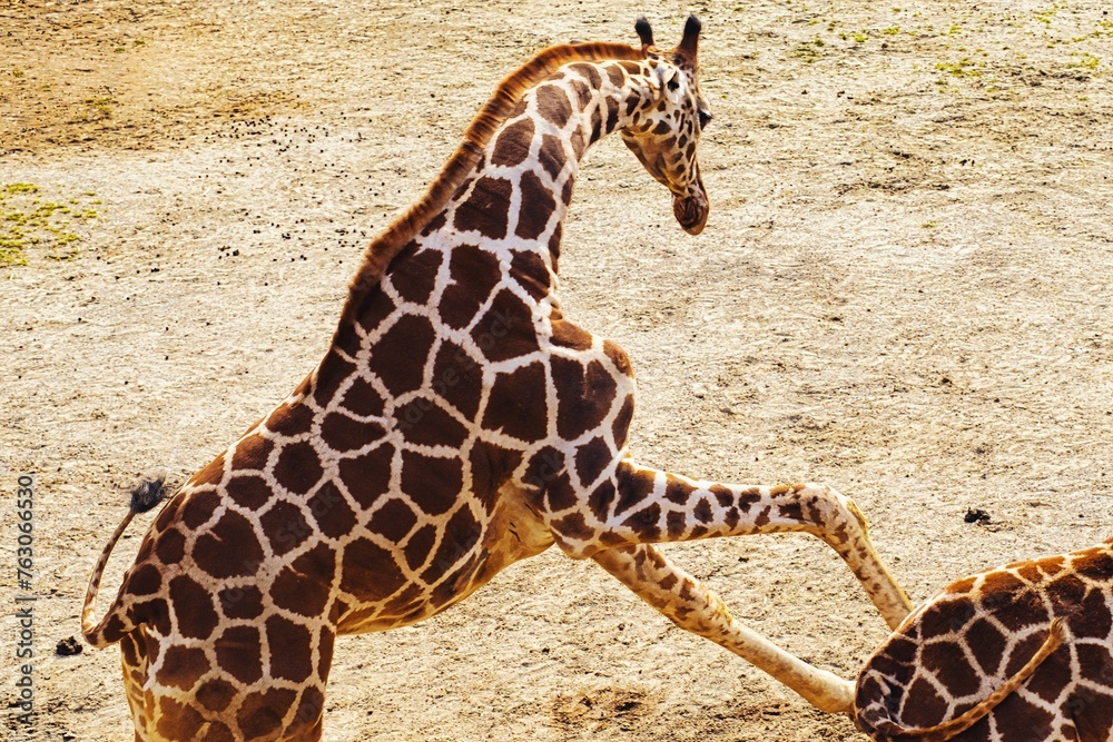 Obraz premium 走るキリンの横姿