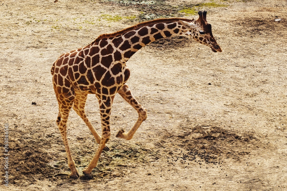 Obraz premium 走るキリンの横姿