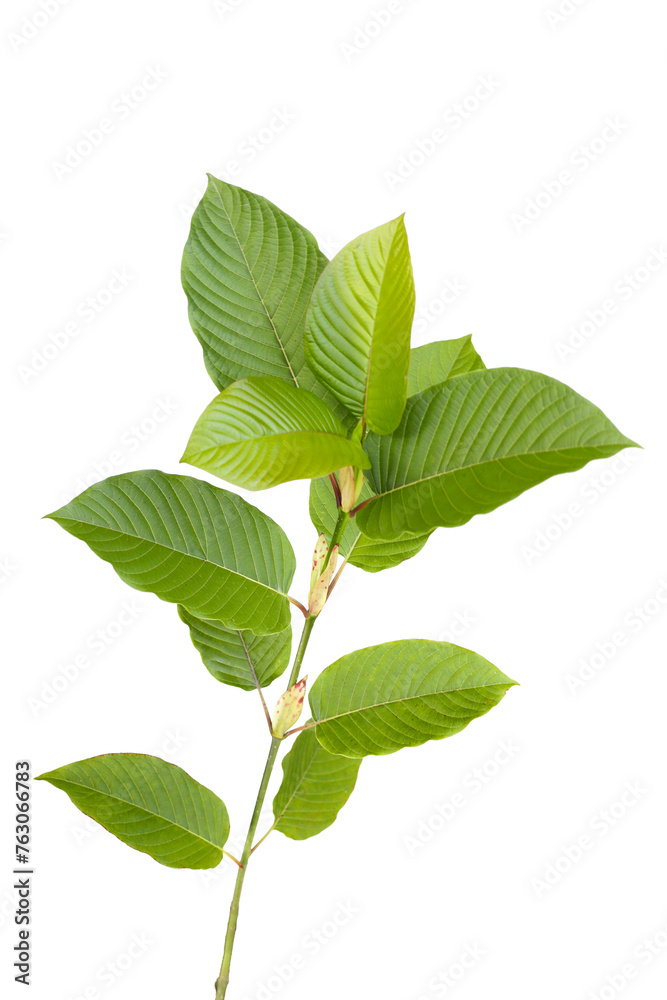 Kratom, Mitragyna speciosa on white background. Kratom, Mitragyna speciosa on white background.