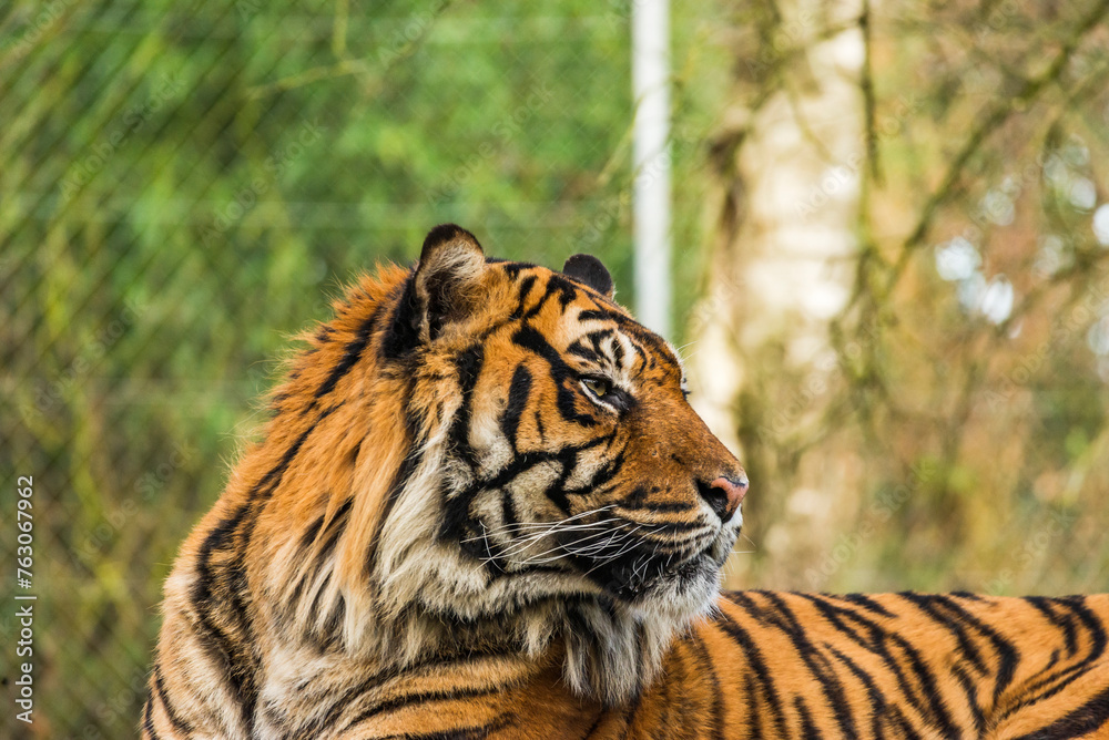 Profile of a recumbent tiger looking into the distance. Profile of a recumbent tiger looking into the distance.