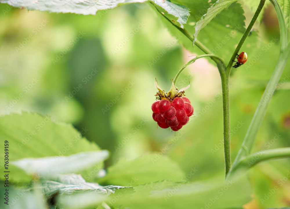 The ladybug crawls to the red raspberry berry. A green sunny background. The ladybug crawls to the red raspberry berry. A green sunny background.