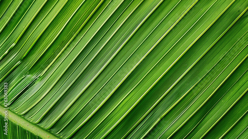 Close up of palm leaf texture