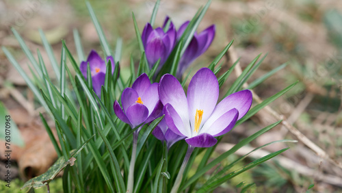 purple crocus flowers © djenev