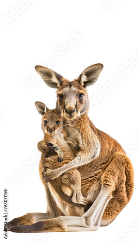 Isolated on a white background, there's a full-length image of a kangaroo.