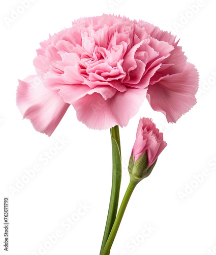 carnation flower isolated on transparent background