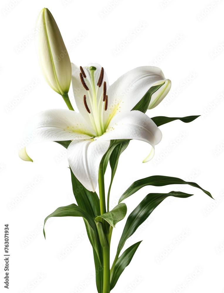 lily flower isolated on transparent background lily flower isolated on transparent background