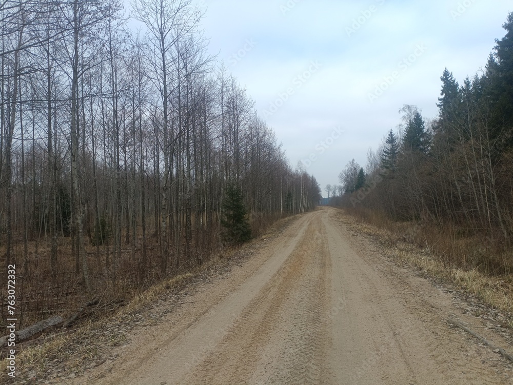 Road in forest in Siauliai county during cloudy early spring day. Oak and birch tree woodland. cloudy day with white clouds in blue sky. Bushes are growing in woods. Sandy road. Nature. Miskas.	