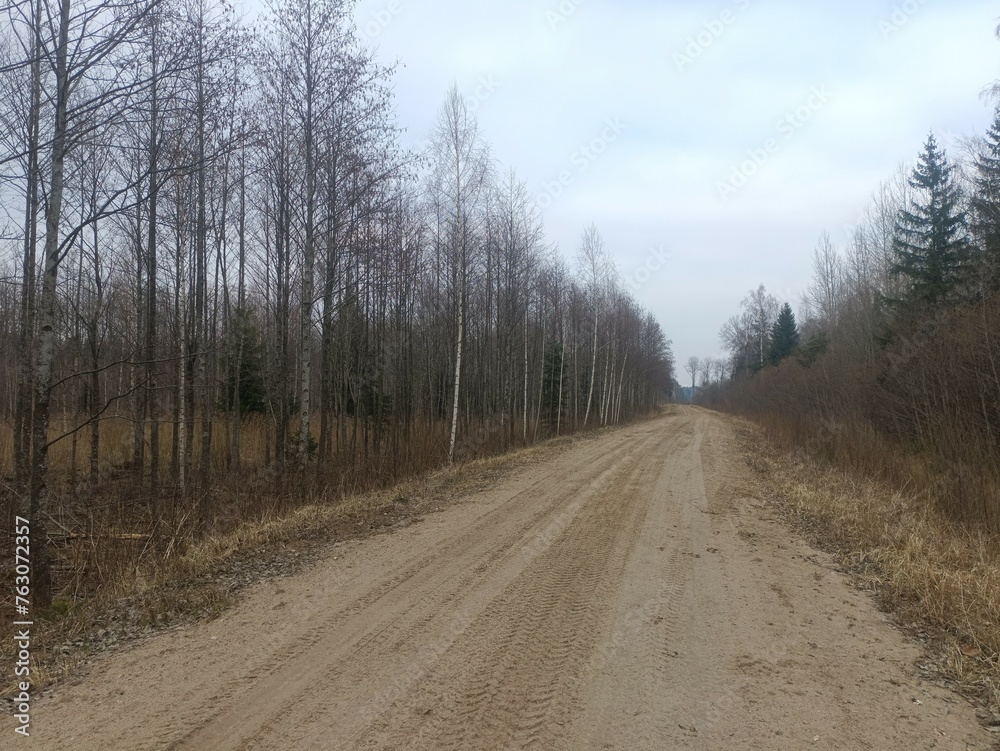 Road in forest in Siauliai county during cloudy early spring day. Oak and birch tree woodland. cloudy day with white clouds in blue sky. Bushes are growing in woods. Sandy road. Nature. Miskas.	