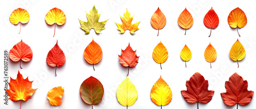 Collection of autumn leaves, on white background.