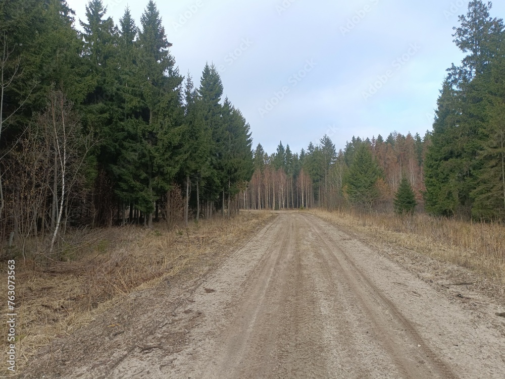 Road in forest in Siauliai county during cloudy early spring day. Oak and birch tree woodland. cloudy day with white clouds in blue sky. Bushes are growing in woods. Sandy road. Nature. Miskas. Road in forest in Siauliai county during cloudy early spring day. Oak and birch tree woodland. cloudy day with white clouds in blue sky. Bushes are growing in woods. Sandy road. Nature. Miskas.