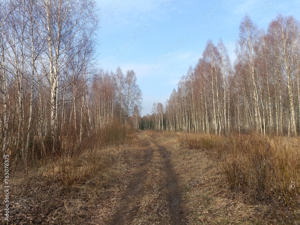 Road in forest in Siauliai county during cloudy early spring day. Oak and birch tree woodland. cloudy day with white clouds in blue sky. Bushes are growing in woods. Sandy road. Nature. Miskas.	