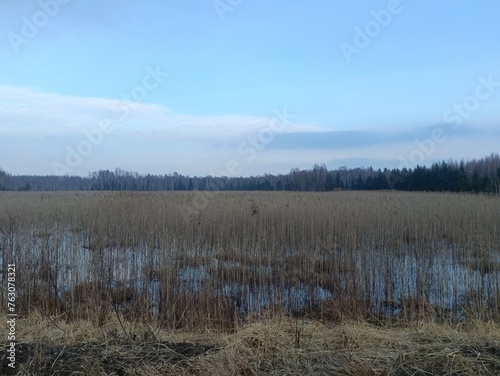 Forest in Siauliai county during cloudy early spring day. Oak and birch tree woodland. Cloudy day with white clouds in sky. Bushes are growing in woods. Nature. Miskas.
