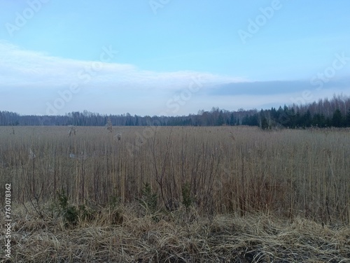 Forest in Siauliai county during cloudy early spring day. Oak and birch tree woodland. Cloudy day with white clouds in sky. Bushes are growing in woods. Nature. Miskas.