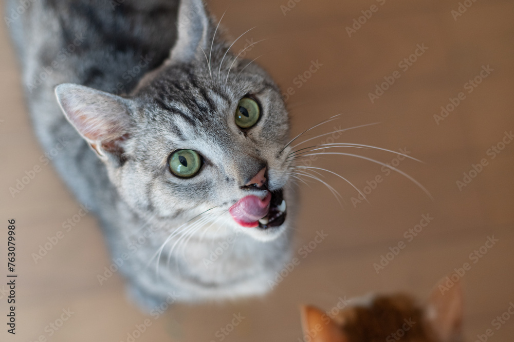 Naklejka premium 見上げる猫 サバトラ猫