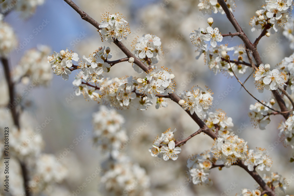 Cherry tree in bloom