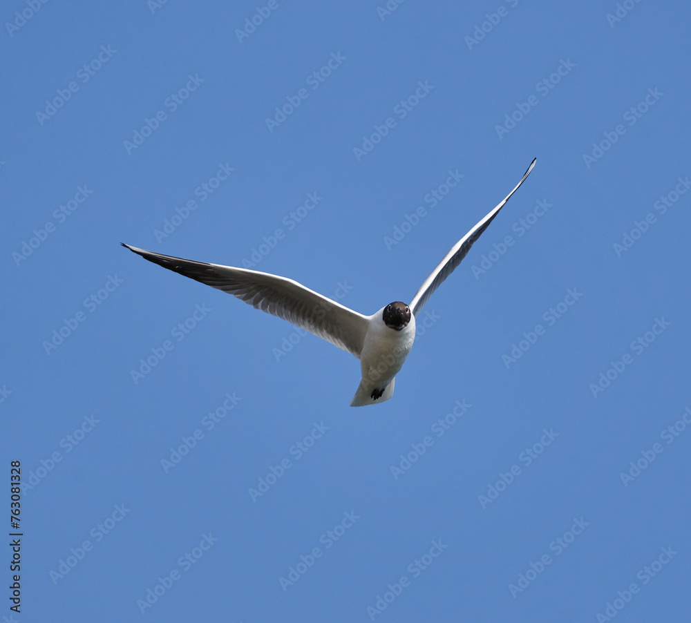 Fototapeta premium Black headed gull in flight