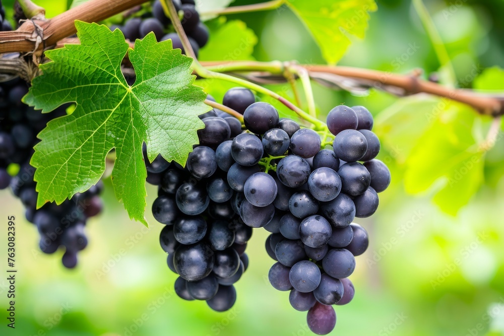 Bunch of black grapes on a grape bush with green leaves, generative AI