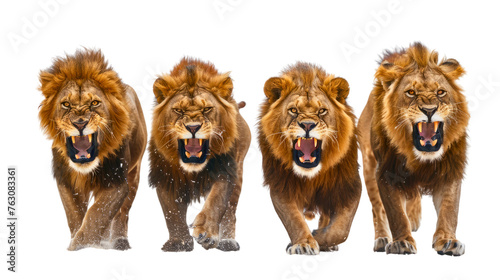 A close-up shot captures a lion family, known as a pride, against a white backdrop. © Tanaz
