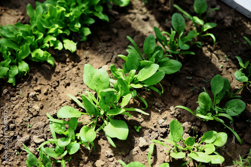 Young fresh organic spinach plants in a greenhouse. Green grows in the garden. Vegetable garden, fresh greens on the site.