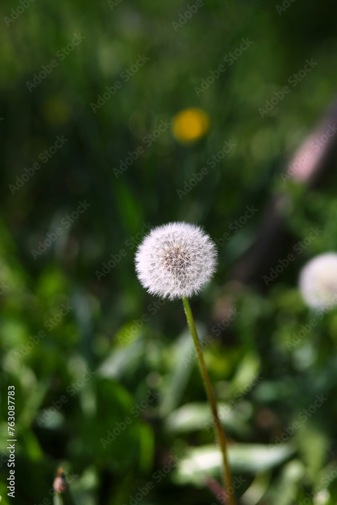 Fluffy dandelion flower on green grass background. Summer, selective focus. Bokeh background. Copy space for text Fluffy dandelion flower on green grass background. Summer, selective focus. Bokeh background. Copy space for text