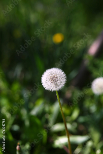 Fluffy dandelion flower on green grass background.  Summer  selective focus. Bokeh background. Copy space for text