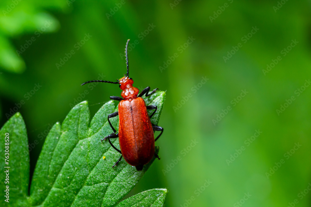 Naklejka premium A Red-headed cardinal beetle climbing up single blade of grass