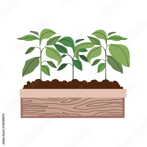 Vegetable seedlings growing at soil in wooden box. Planting and gardening. Agriculture and farming.